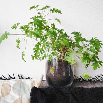 Pelargonium Radens citroengeranium stekjes / stekken! 🌿