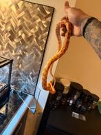 Oranje gevlekte tammen rattenslang met alles compleet, Dieren en Toebehoren, Reptielen en Amfibieën, Slang, Met terrarium, 0 tot 2 jaar