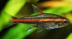 Hobbyaquarium Hemigrammus erythrozonus – Vuurneon, Dieren en Toebehoren, Vissen | Aquariumvissen, Vis, Zoetwatervis, Schoolvis