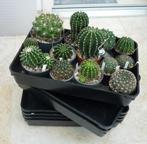 cactus, Ophalen of Verzenden, Cactus, Volle zon, Minder dan 100 cm