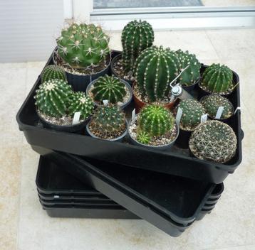 cactus beschikbaar voor biedingen