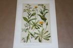 Antieke kleurenlitho - Oa Giftige sla  Paardenbloem Distel, Ophalen of Verzenden