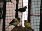 zwartkop sijsen, Dieren en Toebehoren, Vogels | Overige Vogels, Mannelijk, Tropenvogel