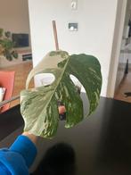 Monstera Variegata (albo) plantje, Huis en Inrichting, Kamerplanten, Ophalen