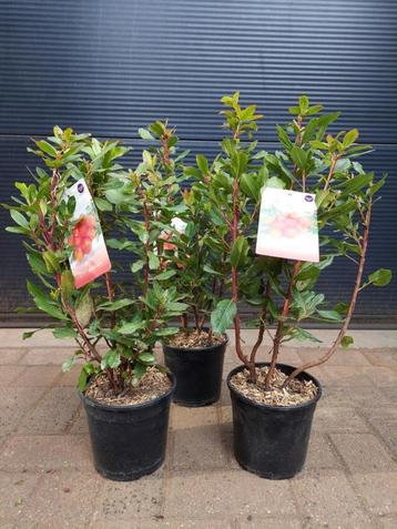 Arbutus Unedo - Aardbeiboom H: 60 - 65 cm. beschikbaar voor biedingen