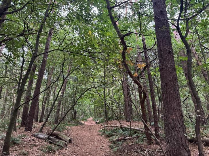 Te koop Twee Percelen bosgrond gelegen in Helden, Huizen en Kamers, Kavels en Percelen, 1500 m² of meer