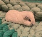 CH Teddy beertje wit Cali zwart te koop!, Dieren en Toebehoren, Cavia, Mannelijk, December, Tam