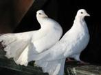 Witte Pauwstaart duiven., Meerdere dieren, Overige soorten