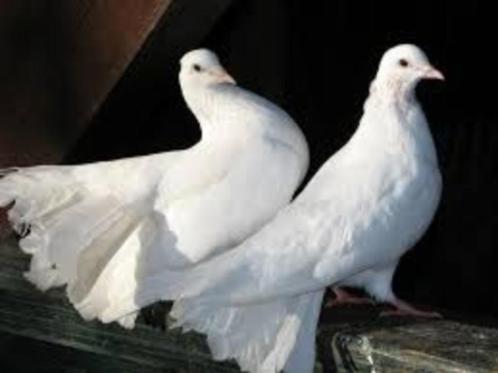 Witte Pauwstaart duiven., Dieren en Toebehoren, Vogels | Duiven, Overige soorten, Meerdere dieren