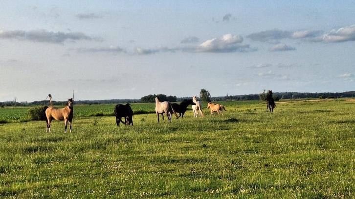 Th, Stalling Shetlanders/E pony's met Weidegang in Westbroek, Dieren en Toebehoren, Stalling en Weidegang, Stalling, Weidegang