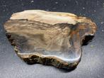 Versteend hout gepolijst, Verzamelen, Mineralen en Fossielen, Ophalen of Verzenden