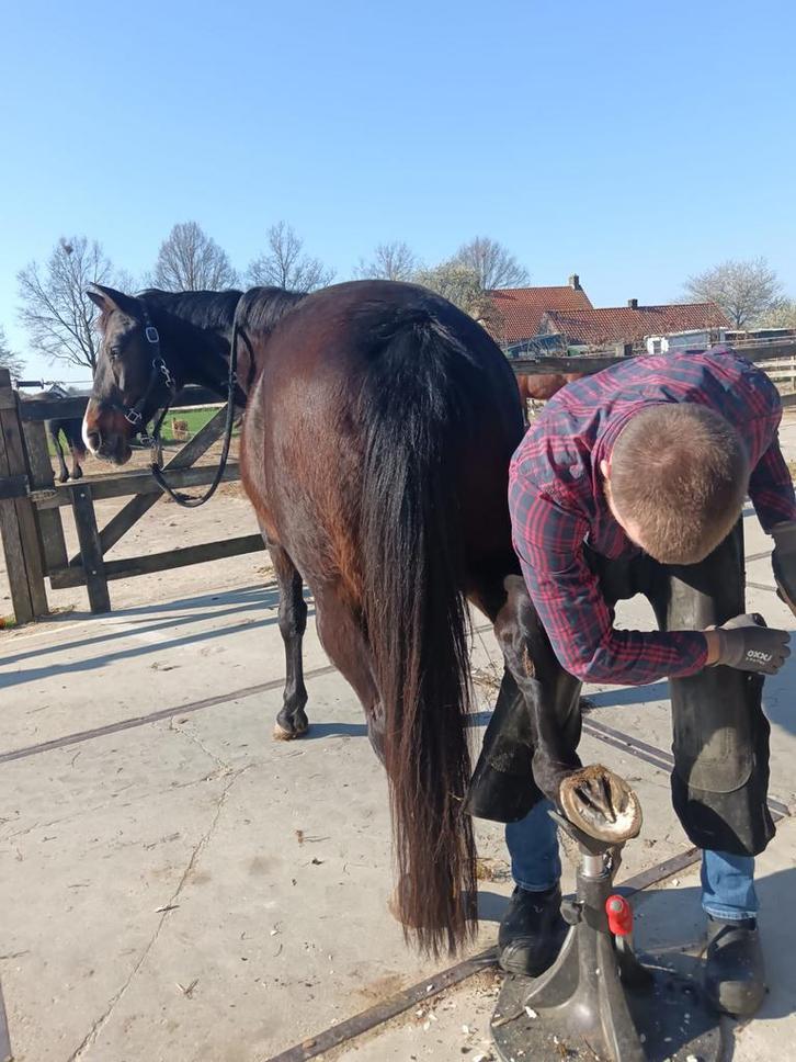 Hoefsmid, Dieren en Toebehoren, Paarden en Pony's | Verzorgingsproducten, Nieuw, Ophalen of Verzenden