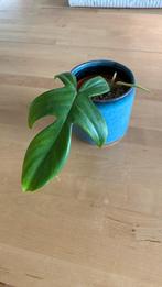 Philodendron Florida Ghost, Ophalen of Verzenden, Overige soorten, Minder dan 100 cm