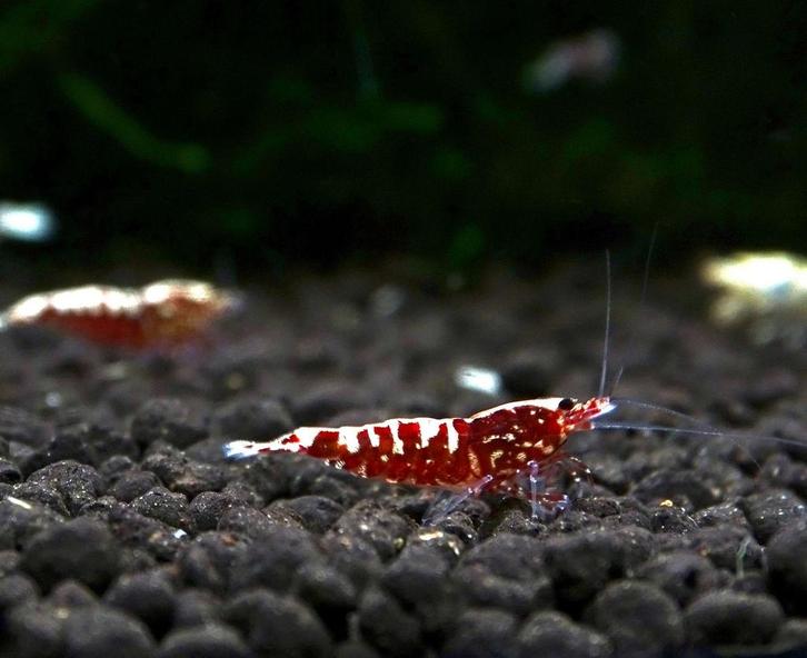Red galaxy boa's., Dieren en Toebehoren, Vissen | Aquariumvissen, Zoetwatervis, Kreeft, Krab of Garnaal