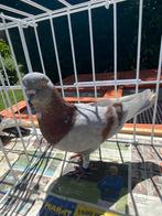 Birmingham roller, Dieren en Toebehoren, Mannelijk, Tuimelaar of Roller