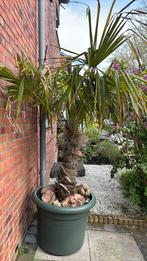 Palmboom , winterhard & plant met pot!, Tuin en Terras, Planten | Bomen, Minder dan 100 cm, Volle zon, Ophalen of Verzenden, Palmboom