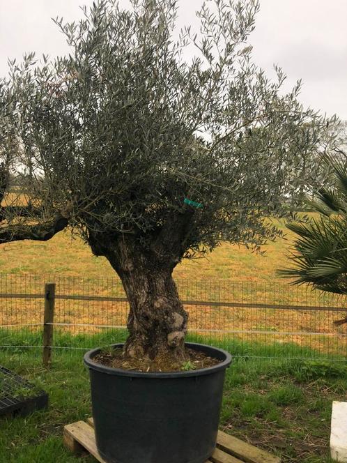 ️❗️Actie️❗️Tekoop olijfboom Olea europea., Tuin en Terras, Planten | Bomen, Olijfboom, 250 tot 400 cm, Volle zon, Zomer, In pot