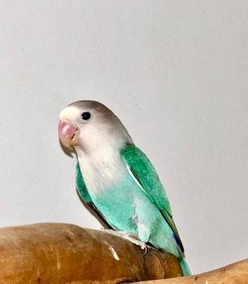 Mooie Jonge Agapornis Fischeri Turquoise beschikbaar voor biedingen