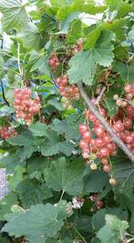 Ribes ‘Pink Champagne’ roze bes, Ophalen of Verzenden, Zomer, Volle zon