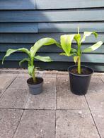 2 Bananenbomen samen 10 Euro🙂🙂, Tuin en Terras, Ophalen