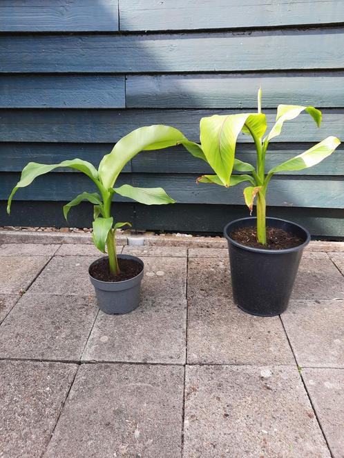 2 Bananenbomen samen 10 Euro🙂🙂, Tuin en Terras, Planten | Tuinplanten, Ophalen