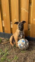 12 weken pup raszuivere mechelse herder., Rabiës (hondsdolheid), Reu, 8 tot 15 weken, Eén hond