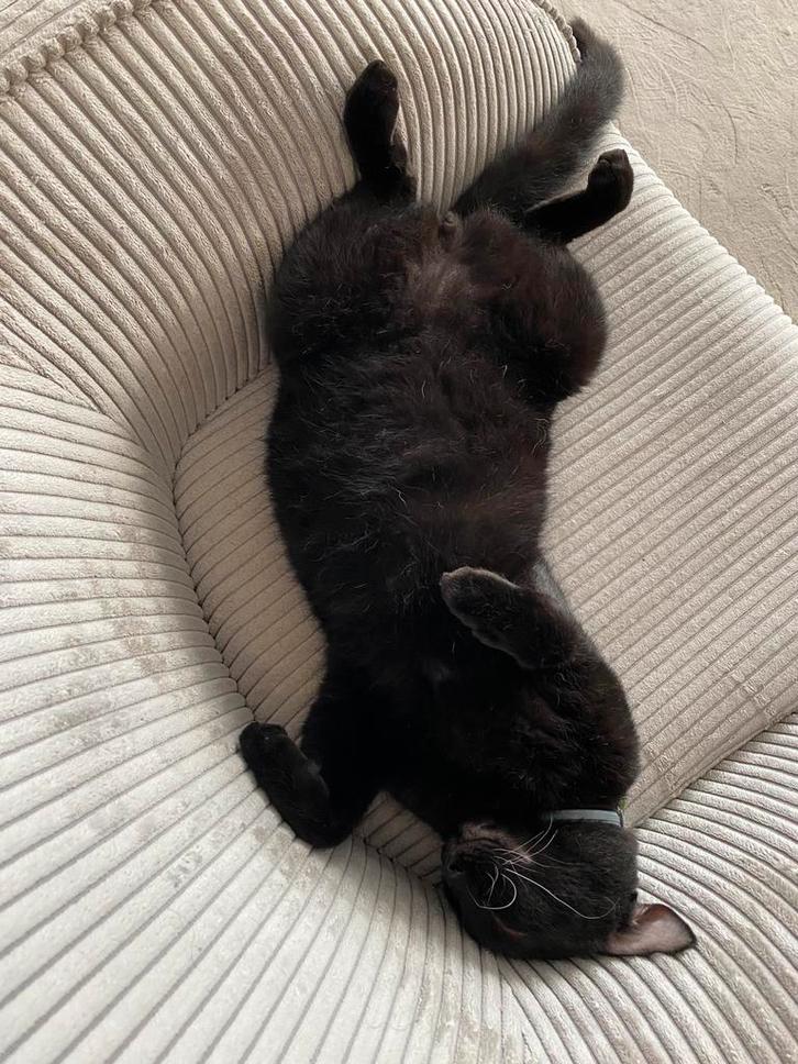 Superlieve, aanhalige kater zoekt huis met tuin, Dieren en Toebehoren, Katten en Kittens | Raskatten | Korthaar, Kater, 3 tot 5 jaar