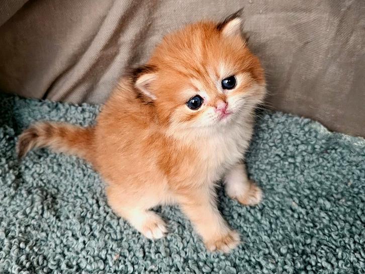 Luxe Britse langhaar kitten Black Golden shell met STAMBOOM!, Dieren en Toebehoren, Katten en Kittens | Raskatten | Korthaar, Kater