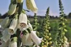 Bio zaden Vingerhoedskruid (wit)- Digitalis purpurea 'Alba', Verzenden, Voorjaar, Volle zon, Zaad