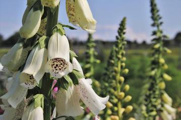 Bio zaden Vingerhoedskruid (wit)- Digitalis purpurea 'Alba' beschikbaar voor biedingen