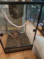 Terrarium 40x40x60, Ophalen, Zo goed als nieuw