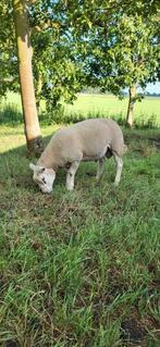 1,5 jarige ram 88% engelse texelaar 12% swifter, Dieren en Toebehoren, Schapen, Geiten en Varkens, Mannelijk, Schaap, 0 tot 2 jaar