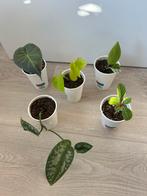 Stekjespakket 1, Huis en Inrichting, Kamerplanten, Ophalen of Verzenden, Halfschaduw, Minder dan 100 cm