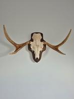 Eland schedel gewei, Verzamelen, Dierenverzamelingen, Ophalen of Verzenden, Zo goed als nieuw, Hert, Schedel