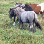 Te koop mini merrie's, Dieren en Toebehoren, Pony's, Merrie, Niet van toepassing, 0 tot 2 jaar, A pony (tot 1.17m)