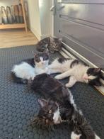 4 lieve (halve) main coon kittens, Dieren en Toebehoren, Katten en Kittens | Overige Katten, Meerdere dieren, Langharig, 0 tot 2 jaar