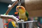 Jonge Baby Roestkop Caique´s | getest | Speels | Handtam