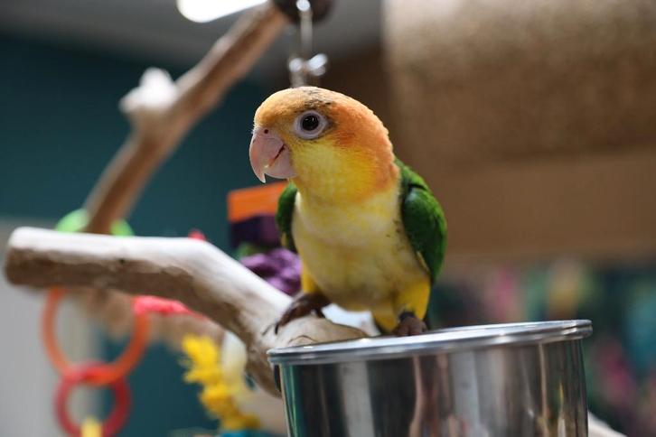 Jonge Baby Roestkop Caique´s | getest | Speels | Handtam, Dieren en Toebehoren, Vogels | Parkieten en Papegaaien, Papegaai, Meerdere dieren