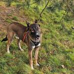 Puppy Mechelse HerderX reu, Dieren en Toebehoren, 15 weken tot 1 jaar, Reu, Eén hond, Herder