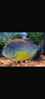 Pygocentrus piraya te koop, Dieren en Toebehoren, Vissen | Aquariumvissen, Vis