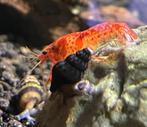 De mooiste CPO Oranje dwergkreeftje "Cambarellus patzcuarens, Kreeft, Krab of Garnaal, Zoetwatervis