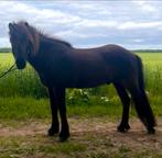 Lieve, pittige alleskunner IJslander met veel tolt, Minder dan 160 cm, Gechipt, Ruin, L