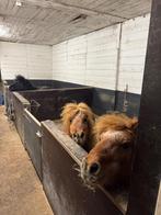 Stal beschikbaar voor Shetlander/A pony/ B pony, Weidegang, 1 paard of pony