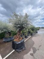 Olijfbomen en palmen. Echt of zijde. Alles is leverbaar, Tuin en Terras, Volle zon, Ophalen of Verzenden, 100 tot 250 cm, Olijfboom