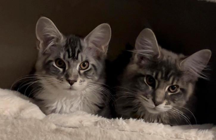 2 prachtige main coon kittens mogen het nestje verlaten, Dieren en Toebehoren, Katten en Kittens | Raskatten | Langhaar, Meerdere dieren