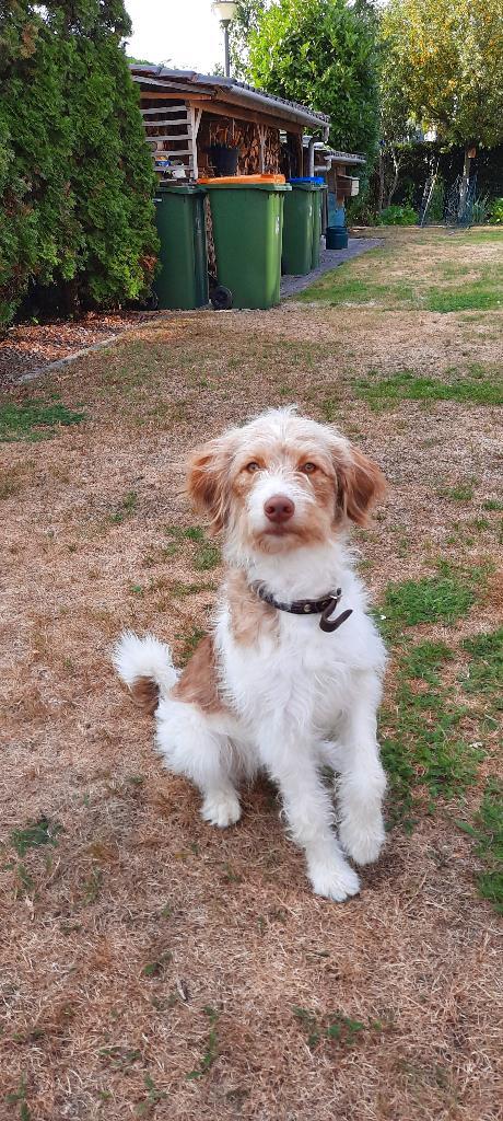 honden oppas kleinschalige dagopvang, Dieren en Toebehoren, Honden-accessoires, Zo goed als nieuw, Ophalen