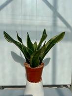Sanseveria in 12 cm pot, Overige soorten, In pot, Minder dan 100 cm, Groene kamerplant