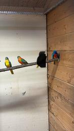 Mooie opaline splendids, Dieren en Toebehoren, Meerdere dieren, Parkiet, Geringd