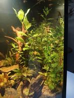 Aquariumplanten - stekken van 7 planten - veel soorten, Ophalen of Verzenden, Zo goed als nieuw, Plant(en), Steen of Hout
