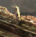 Neocaridina garnalen, Dieren en Toebehoren, Vissen | Aquariumvissen, Kreeft, Krab of Garnaal